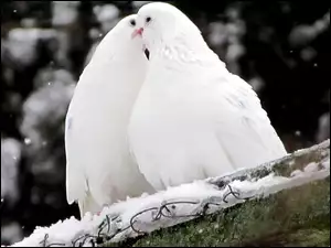 Dwa, Śnieg, Białe, Gołębie