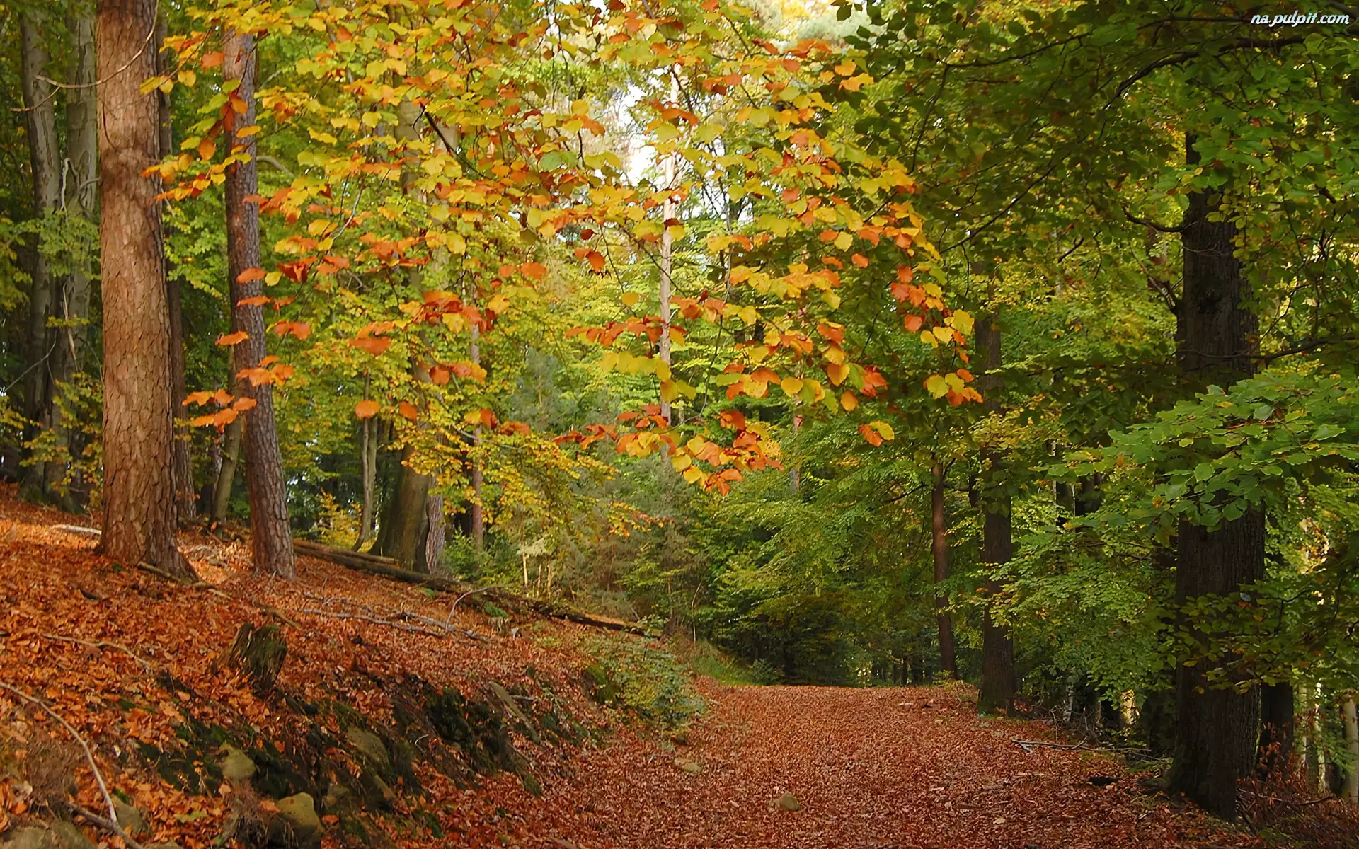 Ранняя осень в лесу