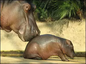 Krok, Mama, Małe, Hipopotam, Pierwszy