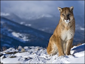 Puma, Zima, Śnieg