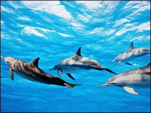 Błękitna, Delfinów, Woda, Stadko