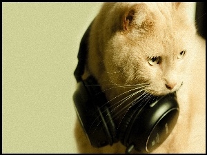 Słuchawki, Kot, Muzyka