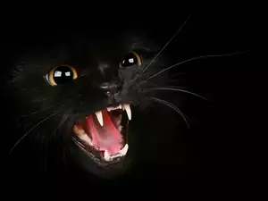 Zęby, Czarny, Kot