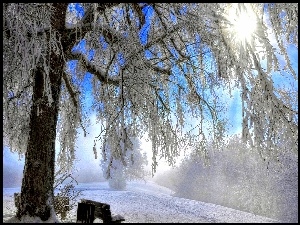 Zima, Słońce, Drzewo, Ławka