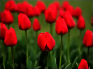 Łąka, Czerwone, Tulipany