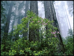 Różanecznik, Drzewa, Rododendron, Stan Kalifornia, Las, Stany Zjednoczone, Krzew, Park Narodowy Redwood, Mgła