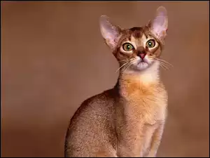 Kot Abisyński