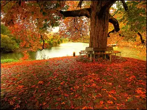 Park, Jesień, Rzeka