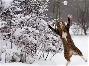 Zima, Kot, Śnieg, Skaczący