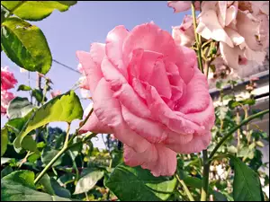 Ogrodzie, Róże, W
