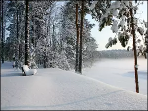 Śnieg, Las, Ławeczka