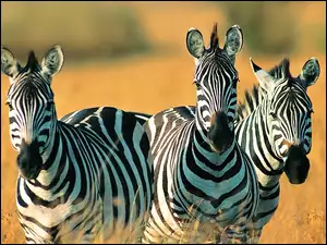 Safari, Zebry, Trawa