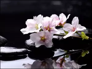 Kwiaty, Woda, Magnolii, Kamienie