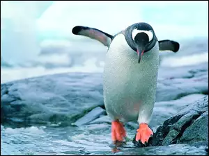 Lód, Pingwin, Woda