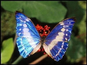 Motyl, niebieski