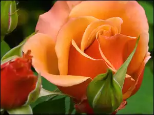 Zielone, Róże, Listki, Pomarańczowe