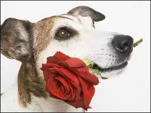 Mordka, Pies, Róża