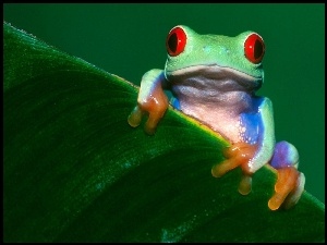 Żabka, Mała, Kolorowa