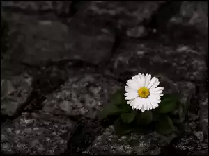 Kwiat, Stokrotka, Kamienie