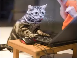 Kot, Laptop