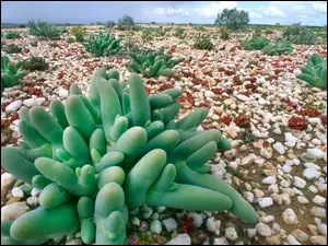 Kaktusy, Kamienie, Niskie