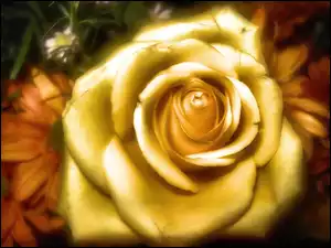 Złota, Róża