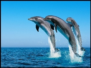 Skok, Delfiny, Ocean