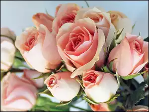 Bukiet, Róż, Cudownych, Różowych
