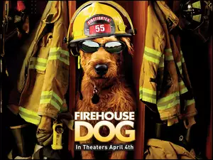 strażak, Firehouse Dog, pies