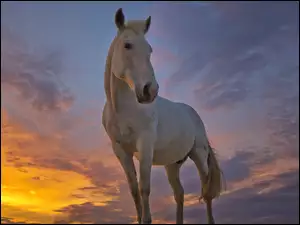 Słońca, Koń, Zachód