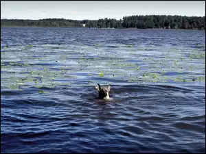 Las, Pies, Jezioro