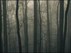 Mgła, Drzewa, Mrok