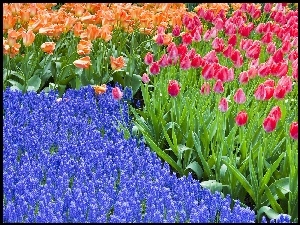 Holandia, Kwiaty, Tulipany