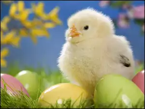 Kurczaczek, Trawa, Wielkanocne, Jajka