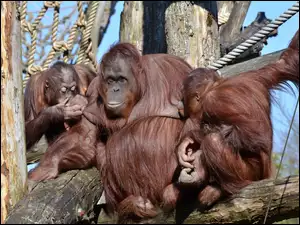 Orangutanów, Drzewo, Rodzinka