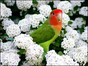 Białe, Papuga, Kwiaty, Kolorowa