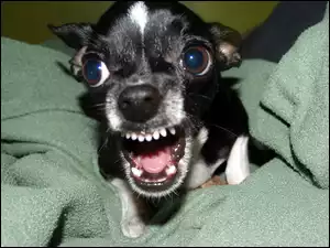 Śmieszny, Chihuahua