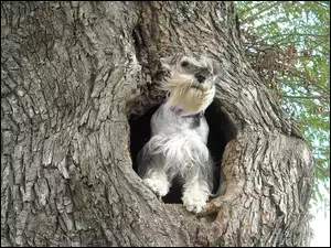 Pies, Sznaucer miniaturowy, Drzewo, Dziupla