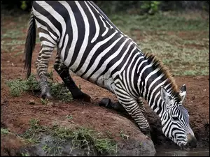 Wodopój, Zebra