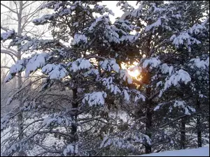 Drzewa, Iglasty, Słońce, Zaspy, Śnieg, Las