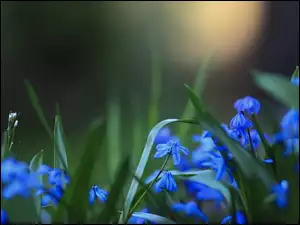 Cebulicy, Niebieskie, Kwiaty