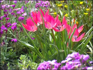 Rabatka, Tulipany, Miniaturowe