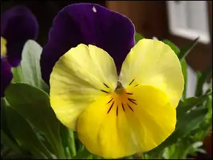 Trójbarwny, Kwiat, Bratek