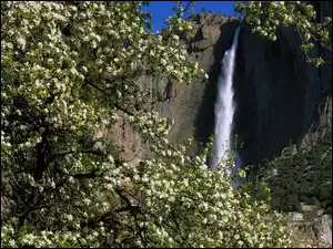 Kwitnące, Wodospad, Drzewa, Skała