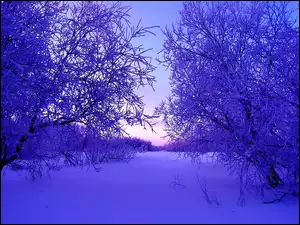 Las, Wieczór, Zima, Śnieg, Drzewa