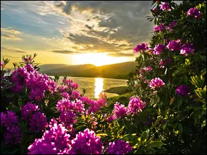 Rododendron, Jezioro, Kwiaty