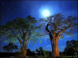 Drzewa, Noc