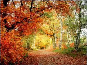 Liście, Jesień, Drzewa, Aleja, Kolorowe