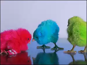 Kolorowe, Kurczaczki