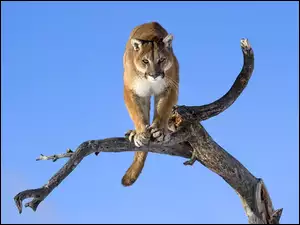 Puma, Konar, Drzewa